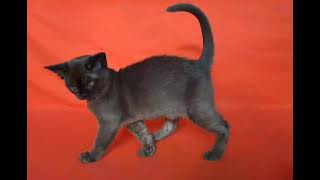 European Burmese Sable Kitten Named Yukidan — He is your Future Favorite