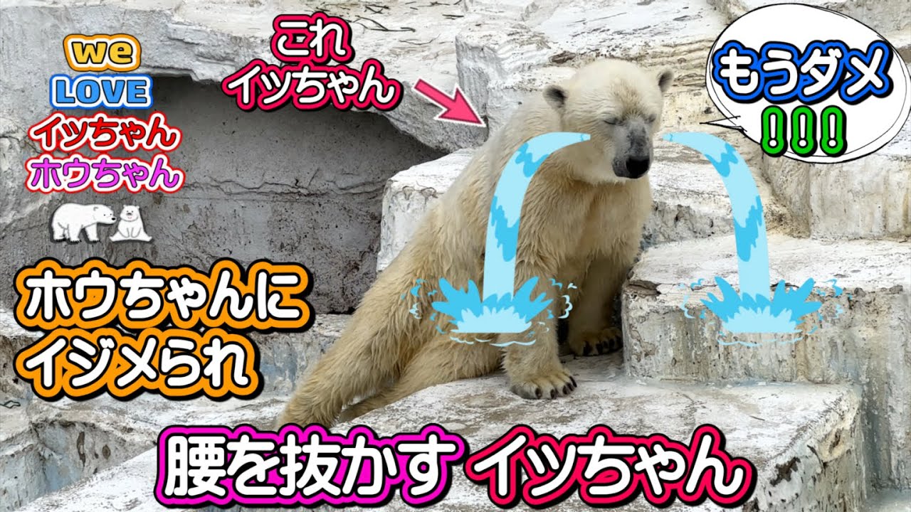 お転婆娘のホウちゃんにイジメられて腰を抜かすイッちゃんをご覧くださいね……【イッちゃんホウちゃん】