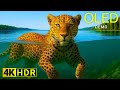 ONLY REAL HDR OLED Demo Dolby Vision l 4K Video