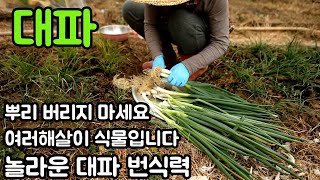 대파뿌리 버리지 마세요🌿한번심어 3년동안 먹을수있어요