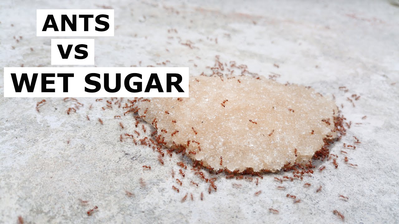 Ants Vs Wet Sugar Vs Sunlight