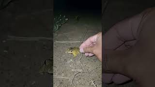 Catch big frogs🐸 funny! Try don't laugh | wepwep catching frogs make you laugh #bang😁 #foryou🥰