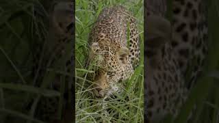 GRACEFUL LEOPARD 🐈 #shorts #leopard #wildlife
