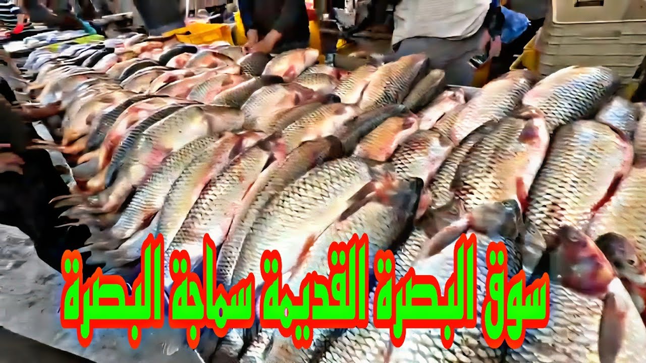 سوق البصرة القديمة سماجة البصرة مع الأسعار #أحمد_مهدي 
