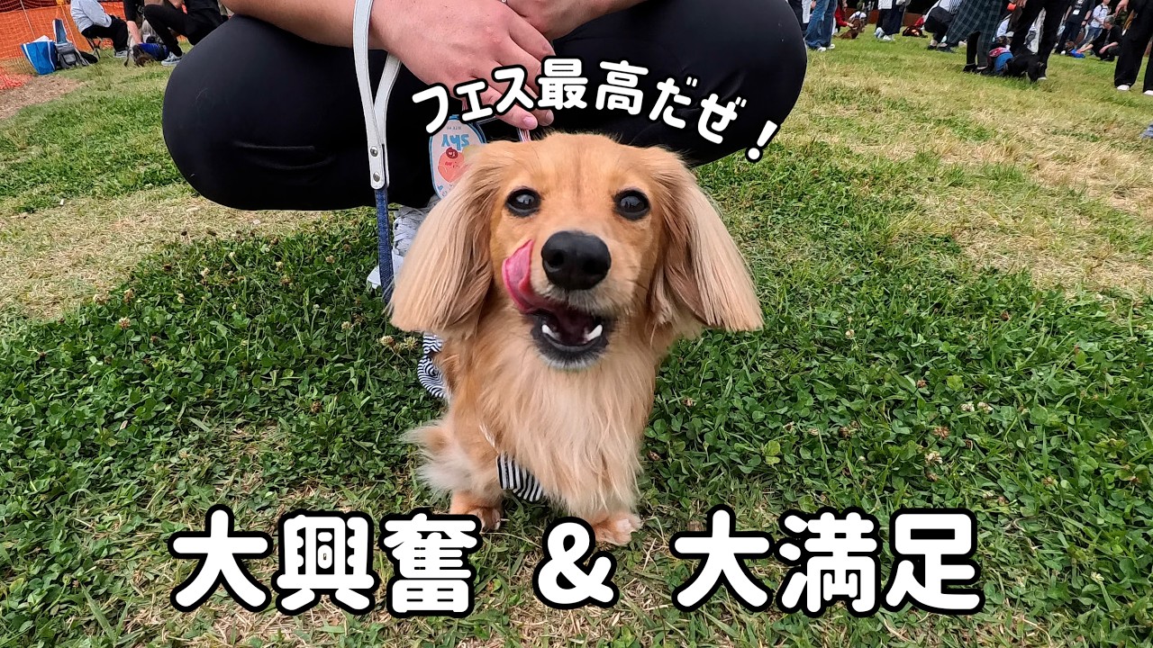 A very satisfying day at Dachshund Fest 2026, where I met lots of
