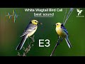 The Best Sound Western Yellow Wagtai صوت جديد و مميز نقي 2023 صوت الام رطيز الأصفر الام سكسعكع The Best Sound Western Yellow Wagtai صوت جديد و مميز نقي 2023 صوت الام رطيز الأصفر الام سكسعكع