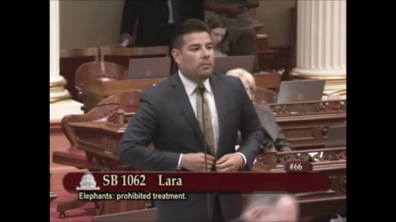 Bullhook: California Senate Passes SB 1062, Elephant Bullhook Ban - YouTube