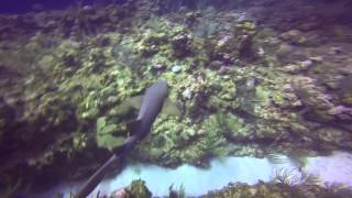 SCUBA Diving Ambergris Caye Belize March 2015