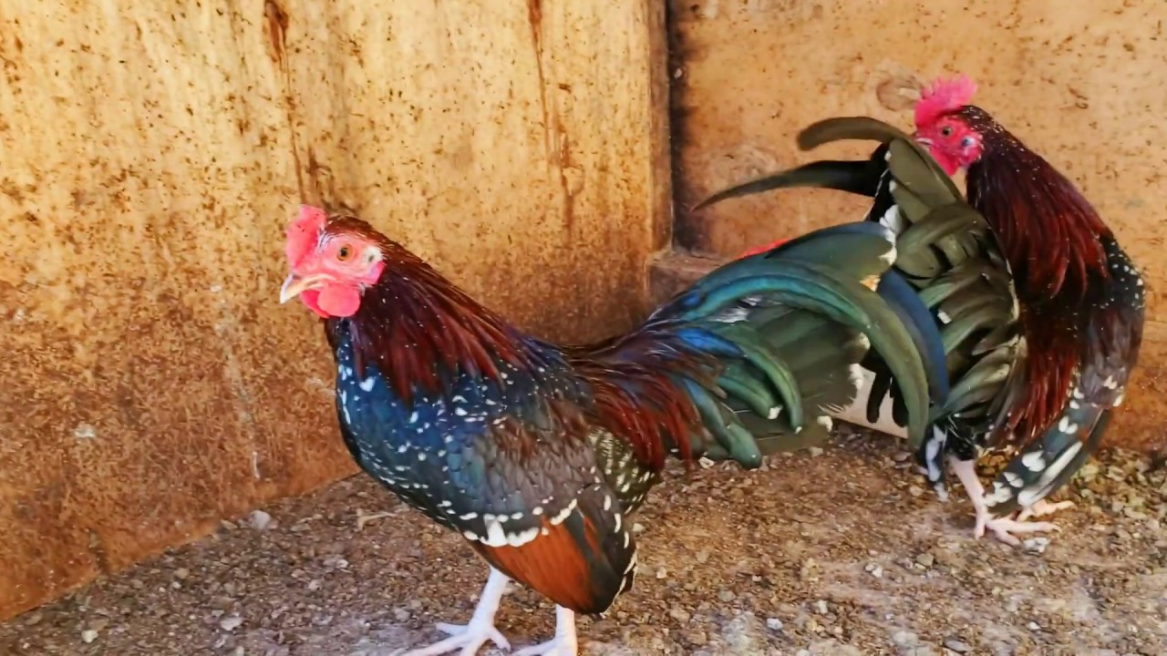 Got these bantams today - YouTube