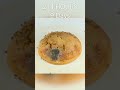 16 Days in 60 Seconds - Dorayaki Rotting Time Lapse