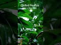 Heavy Rain in Forest 🌧️🌲 | Peaceful Nature Sounds for Deep Sleep (No ads)