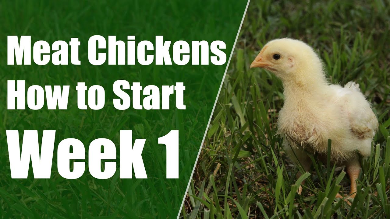 Beginners Guide to Raising Meat Chickens - Week 1