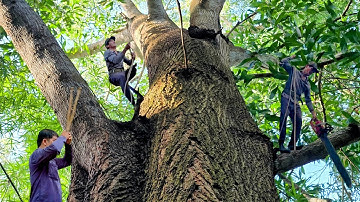 Cưa  cây  tràm bông  vàng  siêu  khủng  siêu  nhánh  .Cưa  cây  kỷ  thuật  cao