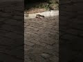 MORADORES SE DEPARAM COM COBRA NO ALTO DO CIGANO