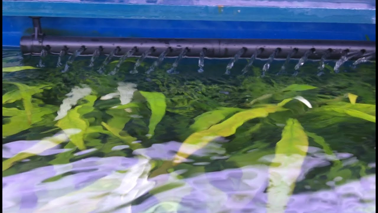 Freshwater Aquarium Canister Filter water flow 1000 L/H YouTube