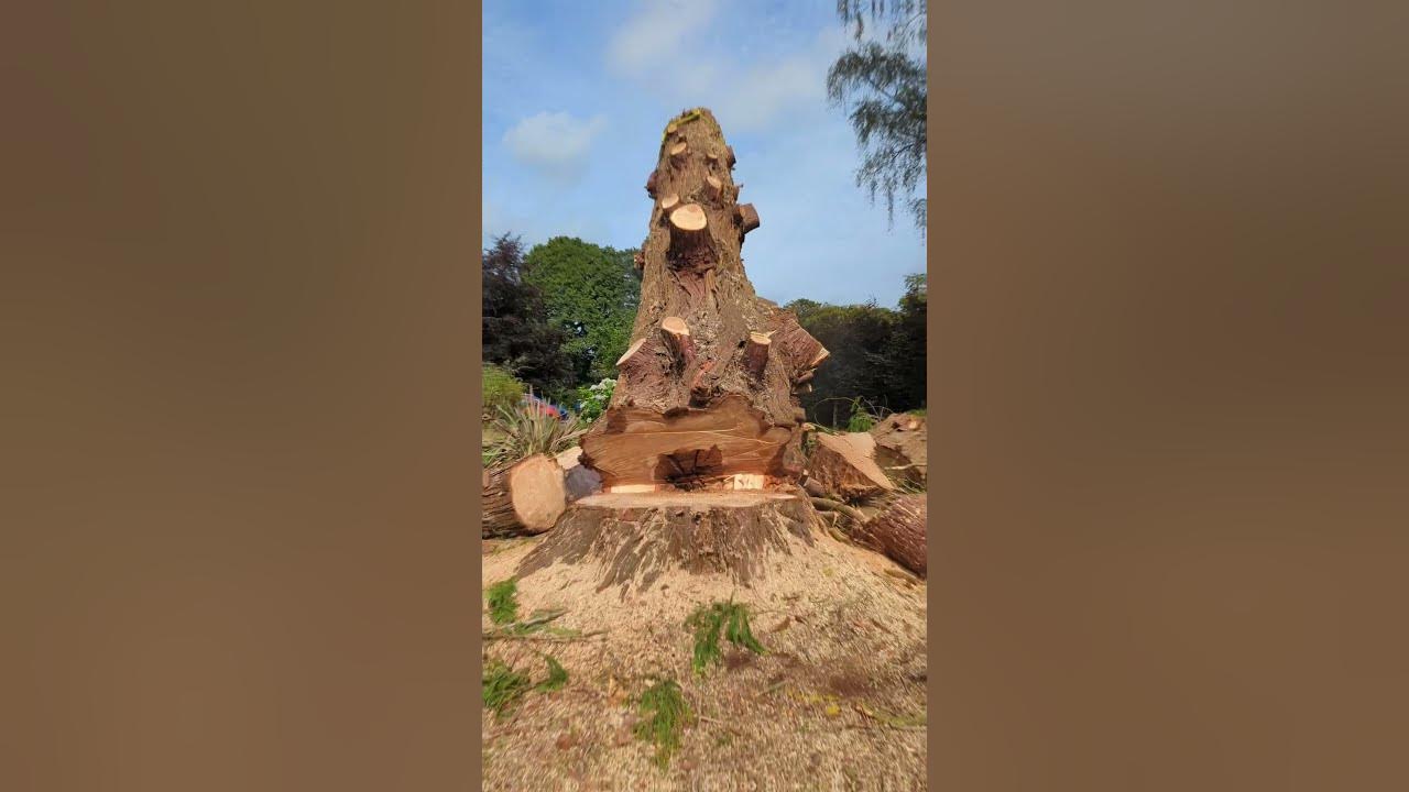 Tree Fell Using The Worlds Biggest Chainsaw Stihl MS 881 YouTube tree-fell-using-the-worlds-biggest-chainsaw-stihl-ms-881-youtube