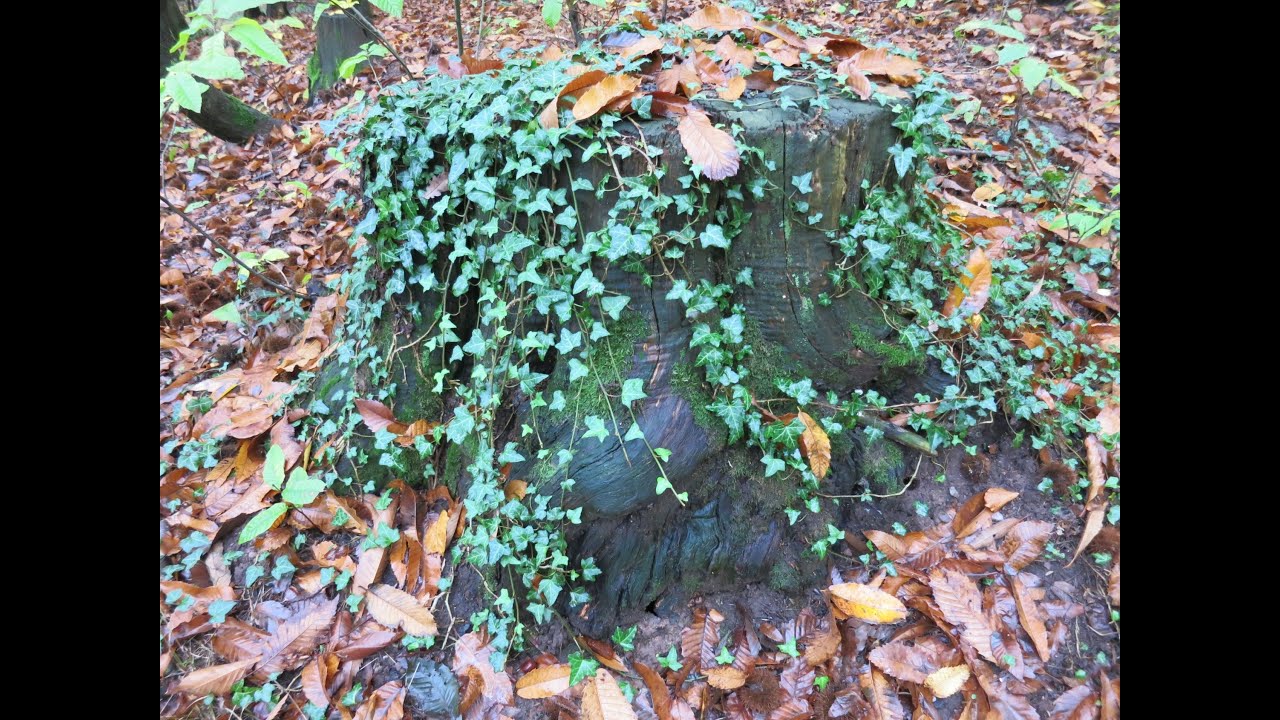 Efeu vermehren, Gemeine Efeu, Gewhnlicher Efeu