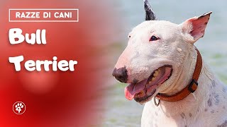 Bull Terrier: tutto quello che c’è da sapere
