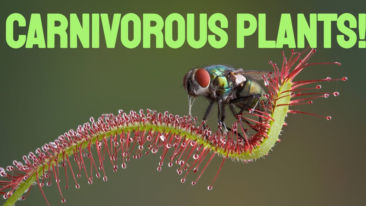 Bug-Eating Plants! 🪰🌱 Meet the Plants That Eat Insects |  Carnivorous Plants!