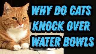 Why do cats knock over water bowls Profile
