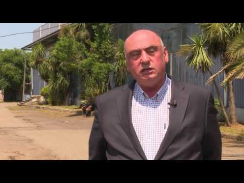 ჩაის კრეფა თურქულად და ქართულად