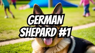 Why the German Shepherd is the BEST Dog!