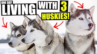 Living A Day With 3 Siberian Huskies!!!