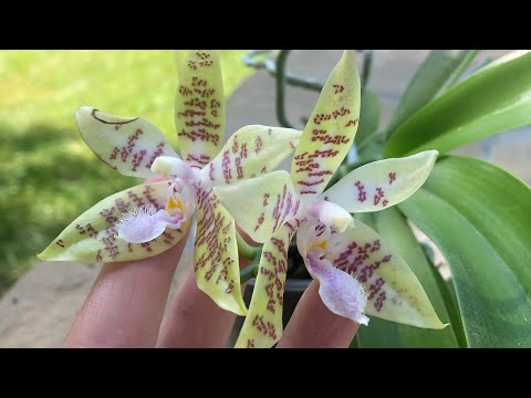 Video: Phalaenopsis: Orchideeënverzorging Aan Huis