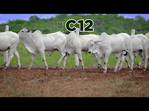 LOTE C12