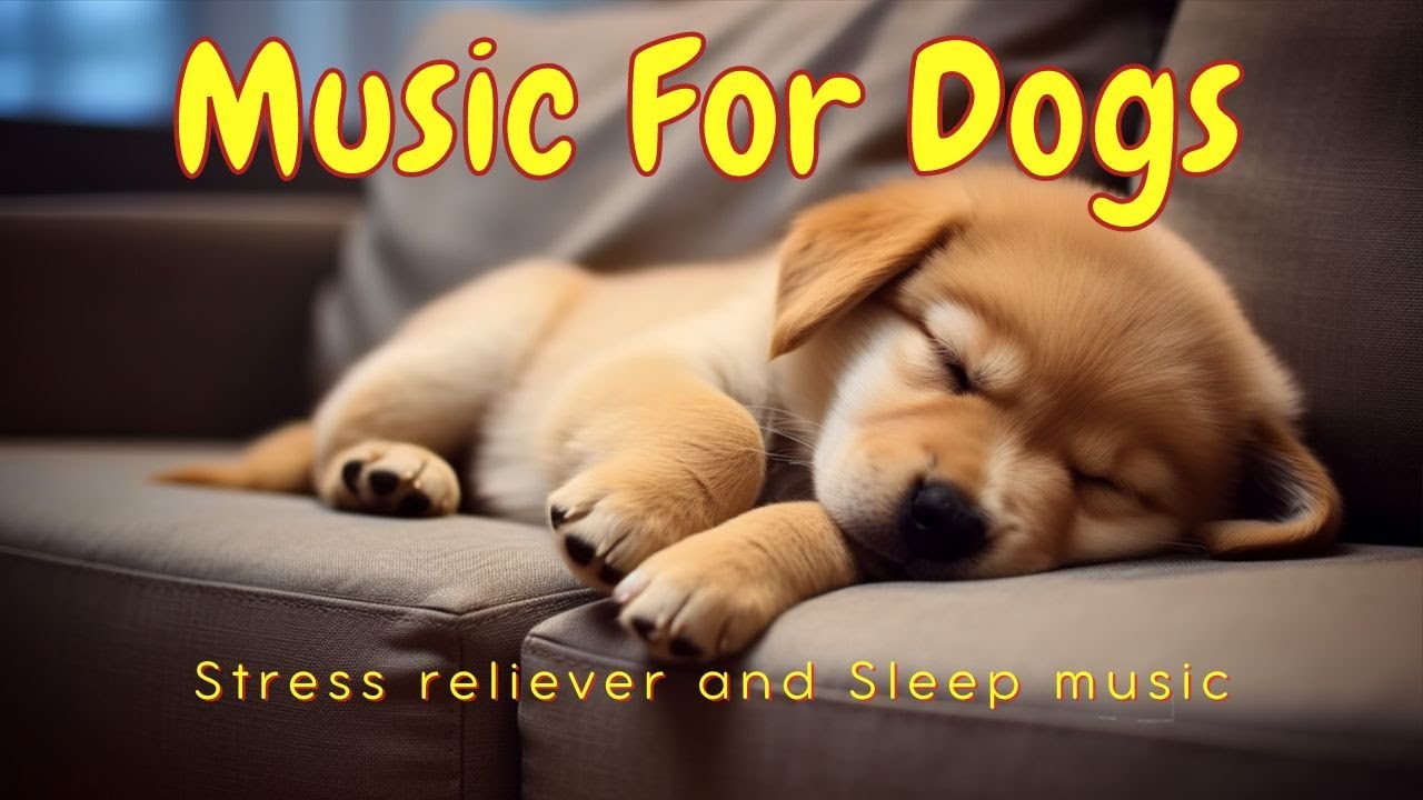 Dog's favorite music Stress reliever and sleep music for dogs, Anti