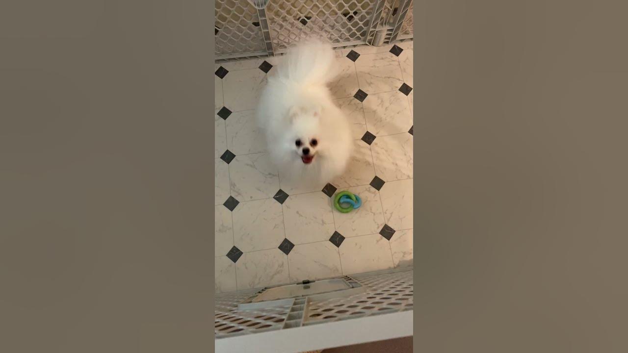 POWDER PUFF POM SWEET HAPPY AND FULL OF ENERGY ️ ️ ️ pomeranian 