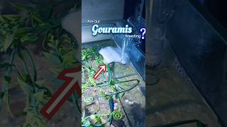 Are our Gouramis breeding ?? | A bubble nest surprise | #fishkeepinghobby#gouramis#shorts#viralshort