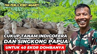 Untuk Ternak Domba 40 Ekor Cukup Tanam Indigofera dan Singkong Papua | @AGROTV9