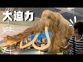 科学館に動くマンモスが出現!恐竜の化石発掘体験もできる!【仙台市科学館】