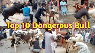 Cow qurbani 2023  Anari qaise 2023  Dangerous Cow qurbani 2023  bakra eid 2023  Cow videos