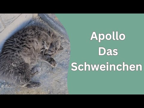 Die gute Seele des Altenheims: Katze Fritzi verlässt ihr Frauchen um mit den Senioren zu leben