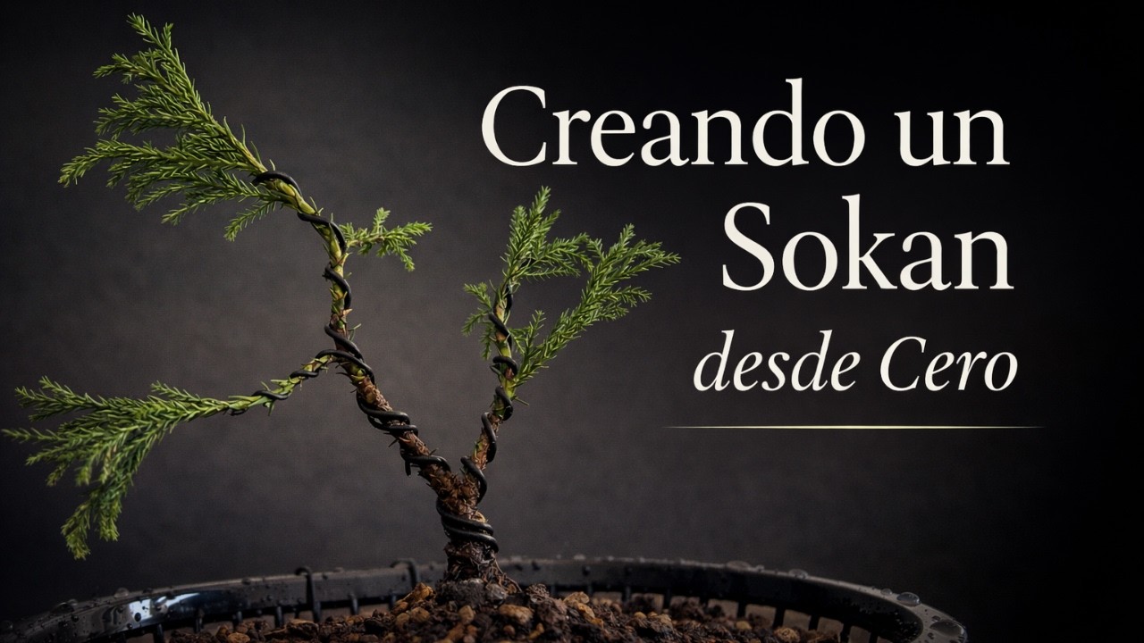 Cupressus Sempervirens Bonsái – Creando un Estilo Sokan (Doble Tronco) Paso a Paso