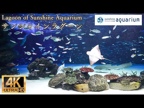 【4K】サンシャインラグーン サンシャイン水族館  ( Lagoon of Sunshine Aquarium Tokyo Japan )
