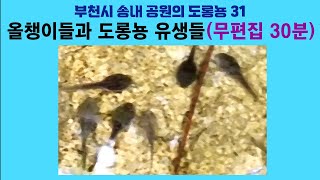 부천시 송내 공원의 도롱뇽 31. 올챙이들과 도롱뇽 유생들 (무편집 30분); Korean salamander 31. Tadpoles of two species by 이덕하의 진화심리학 91 views 10 days ago 30 minutes