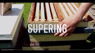 Supering Hives