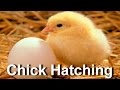 Baby chick hatching  egg hatching