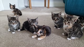 Meet Zeus' kittens: A personal Introduction