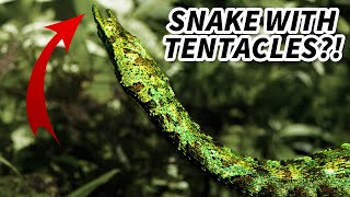 Tentacled Snake Facts: a SNAKE with TENTACLES  Animal Fact Files