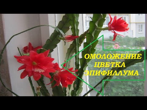 ОБРЕЗКА И ОМОЛОЖЕНИЕ ЦВЕТКА ЭПИФИЛЛУМА (часть1, см.продолжение)