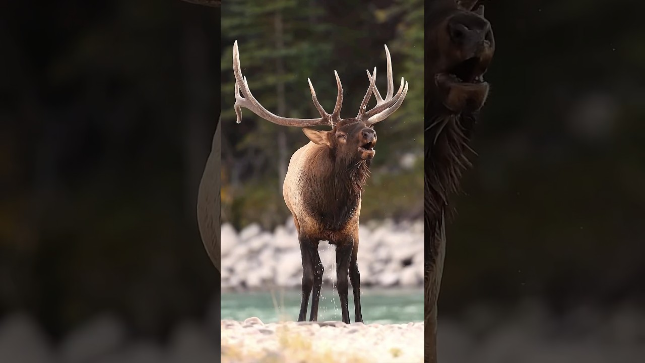 Before & After Animals Growing Up. Amazing Animal Transformation💥 