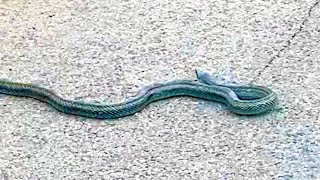 道路に巨大な蛇がいたのでツンツンしてみると。。