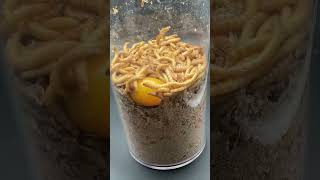 1 Hour Time-Lapse Feeding Frenzy: 700 Mealworms vs Cherry Tomato 🍅🪱