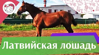 Латвийская лошадь на ilikepet