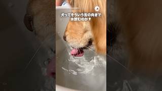 水を飲む時の犬の舌｜PECO