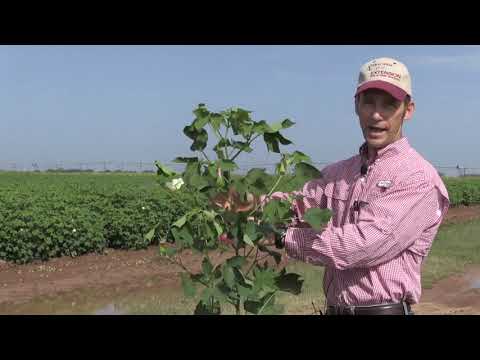 Video: Herbaceous Cotton Plant